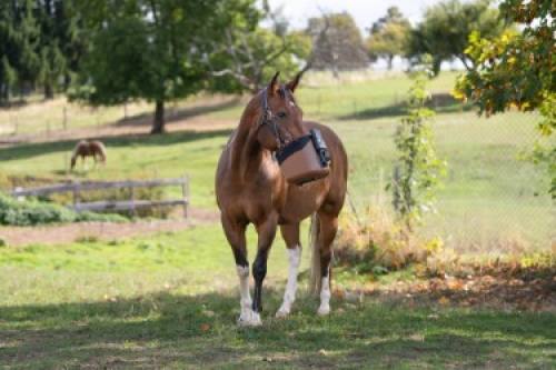 BIBO Pulmifier® Equine brings Aerogen® technology to equine inhalation